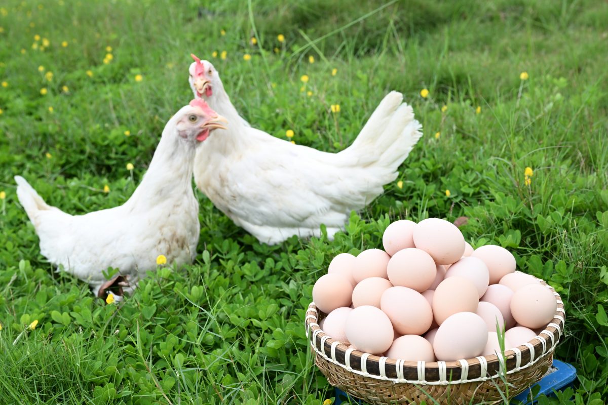 Poulaillers -Poulaillers Tro thanh doi tac phan phoi trung 1200x800 1