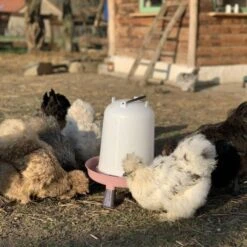 Gaun Abreuvoir Poule à Pieds En Plastique Recyclé Eco 8L -Poulaillers abreuvoir ecologique des poules soie