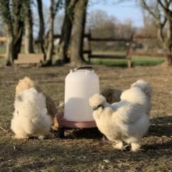Gaun Abreuvoir Poule à Pieds En Plastique Recyclé Eco 8L -Poulaillers abreuvoir en plastique recycle poules soie