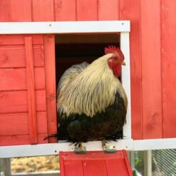 Poulailler Ardennais 6 à 8 Poules Toit Shingle -Poulaillers coq dans poulailler ardennais