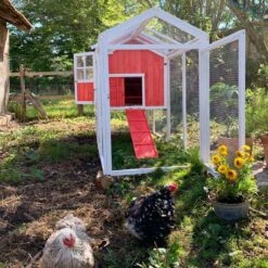 Poulailler Ardennais 6 à 8 Poules Toit Shingle -Poulaillers coq devant poulailler ardennais 2