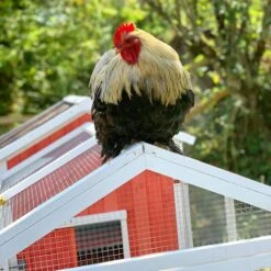Poulailler Ardennais 6 à 8 Poules Toit Shingle -Poulaillers coq perche sur poulailler ardennais