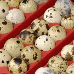 Couveuse Automatique Digitale Poule ET 24 Capacité 24 œufs - River Systems 14 Couveuse Automatique Digitale Poule ET 24 Capacité 24 œufs - River Systems -Poulaillers couveuse automatique digitale et river systems grille oeufs caille 1