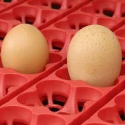 Couveuse Automatique Digitale Poule ET 24 Capacité 24 œufs - River Systems 13 Couveuse Automatique Digitale Poule ET 24 Capacité 24 œufs - River Systems -Poulaillers couveuse automatique digitale et river systems grille retournement automatique 1