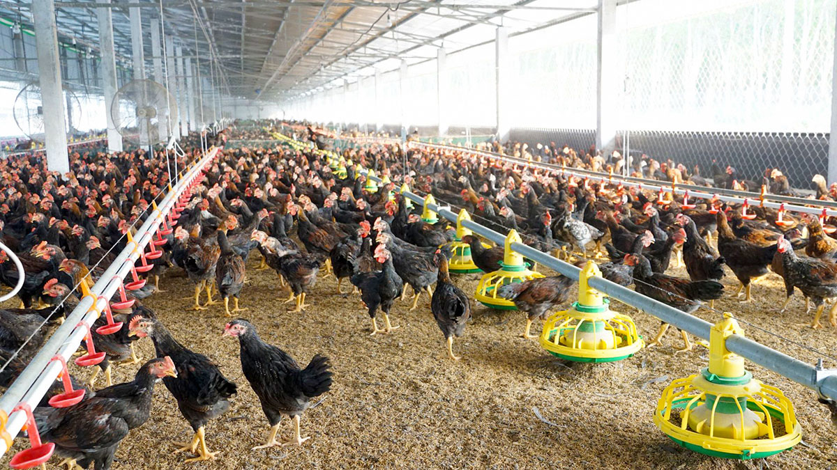 Poulaillers -Poulaillers kinh nghiem mua thiet bi chan nuoi ga lua chon toi uu cho trang trai hien dai 1 min