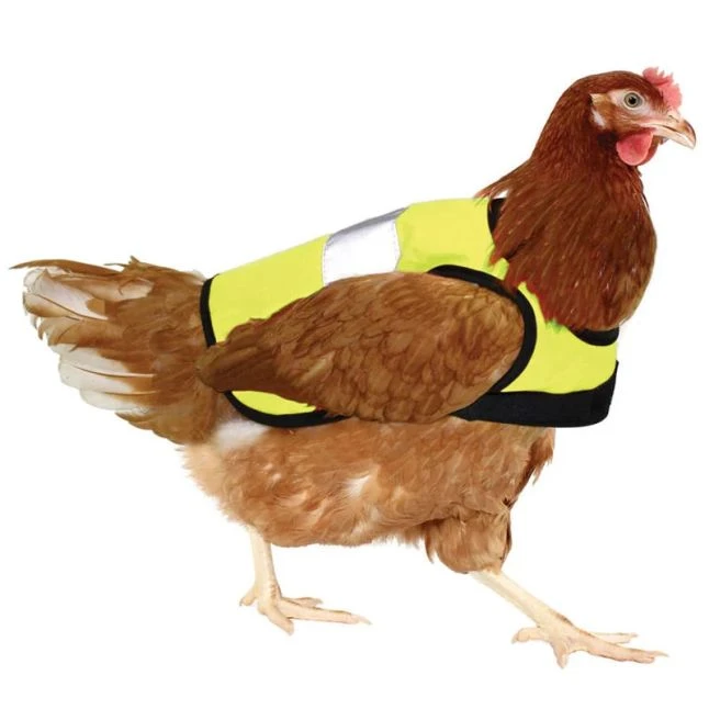 Gilet De Protection Pour Poule Réfléchissant - Gaun 4 Gilet De Protection Pour Poule Réfléchissant - Gaun – Image 2