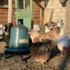 Gaun Mangeoire Poule à Pieds En Plastique Recyclé Eco 8Kg -Poulaillers mangeoire poule plastique recycl 8kg avec beaucoup de poules