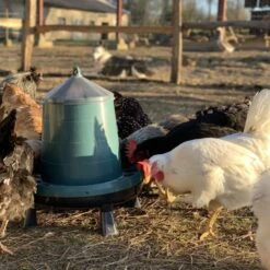 Gaun Mangeoire Poule à Pieds En Plastique Recyclé Eco 8Kg -Poulaillers mangeoire poule plastique recycl 8kg avec poules qui picorent