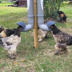 Mangeoire Pour Poule En Plastique Tube Gris 7kg Prima 2 - Evena -Poulaillers mangeoire poule plastique tube gris avec poules