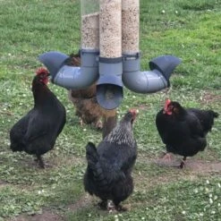 Mangeoire Pour Poule En Plastique Gris Tube Transparent 7kg Prima - Evena 20 Mangeoire Pour Poule En Plastique Gris Tube Transparent 7kg Prima - Evena -Poulaillers mangeoire poule plastique tube transparent avec poules