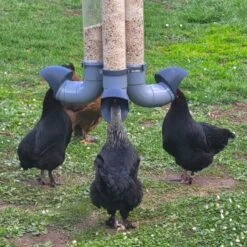 Mangeoire Pour Poule En Plastique Gris Tube Transparent 7kg Prima - Evena 21 Mangeoire Pour Poule En Plastique Gris Tube Transparent 7kg Prima - Evena -Poulaillers mangeoire poule plastique tube transparent avec poules en action