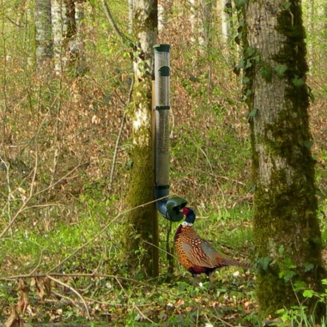 Mangeoire Pour Poule En Plastique Gris Tube Transparent 7kg Prima - Evena 12 Mangeoire Pour Poule En Plastique Gris Tube Transparent 7kg Prima - Evena – Image 10