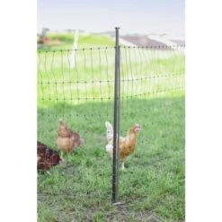 Piquet Support Pour Filet à Poules En Acier Galvanisé Et Gaine Plastique 120cm - Kerbl 14 Piquet Support Pour Filet à Poules En Acier Galvanisé Et Gaine Plastique 120cm - Kerbl -Poulaillers piquet support pour filet o14mm 120cm kerbl vue 9