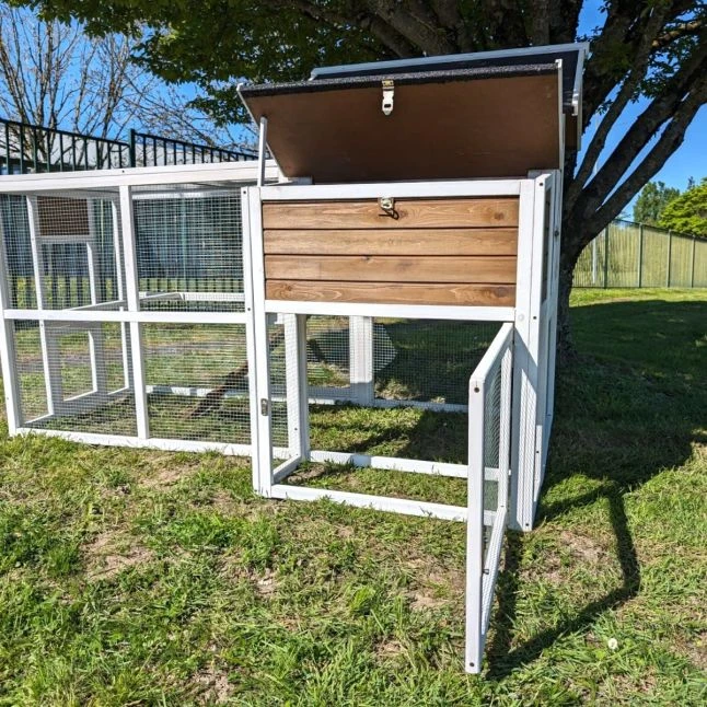 Poulailler Brahma Toit Shingle 6 à 8 Poules Bois FSC 9 Poulailler Brahma Toit Shingle 6 à 8 Poules Bois FSC – Image 7