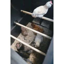 Poulailler Nestera Sur Roues Le Wagon Plastique Recyclé 8 à 15 Poules 16 Poulailler Nestera Sur Roues Le Wagon Plastique Recyclé 8 à 15 Poules -Poulaillers poulailler plastique le wagon 8 poules nestera vue interieur