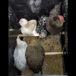 Poulailler Nestera Sur Pieds Taille M Plastique Recyclé 5 à 9 Poules -Poulaillers poulailler plastique recycle nestera m interieur