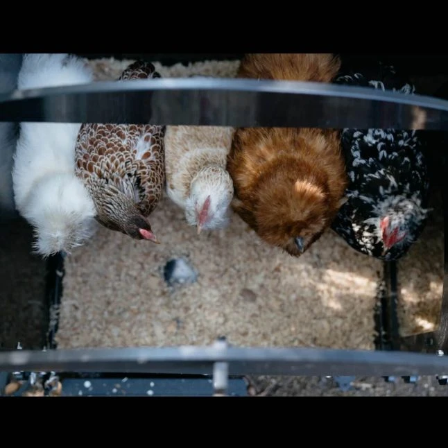 Poulailler Nestera Sur Pieds Taille S Plastique Recyclé 3 à 5 Poules 8 Poulailler Nestera Sur Pieds Taille S Plastique Recyclé 3 à 5 Poules – Image 6