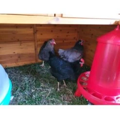 Poulailler Gournay Toit Shingle 10 à 12 Poules 19 Poulailler Gournay Toit Shingle 10 à 12 Poules -Poulaillers poulailler gournay 10 a 12 poules toit shingle vue parc