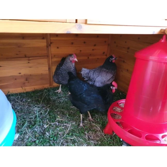 Poulailler Gournay Toit Shingle 10 à 12 Poules 8 Poulailler Gournay Toit Shingle 10 à 12 Poules – Image 6