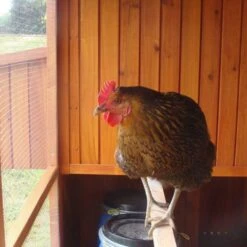 Poulailler Marans Toit Shingle 15 à 18 Poules -Poulaillers poulailler marans vue interieur