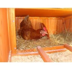 Poulailler Marans Toit Shingle 15 à 18 Poules -Poulaillers poulailler marans vue interieur pondoir