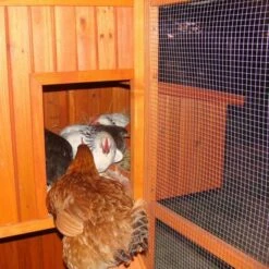 Poulailler Marans Toit Shingle 15 à 18 Poules -Poulaillers poulailler marans vue rampe acces