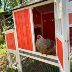 Poulailler Ardennais 6 à 8 Poules Toit Shingle -Poulaillers poule dans poulailler ardennais