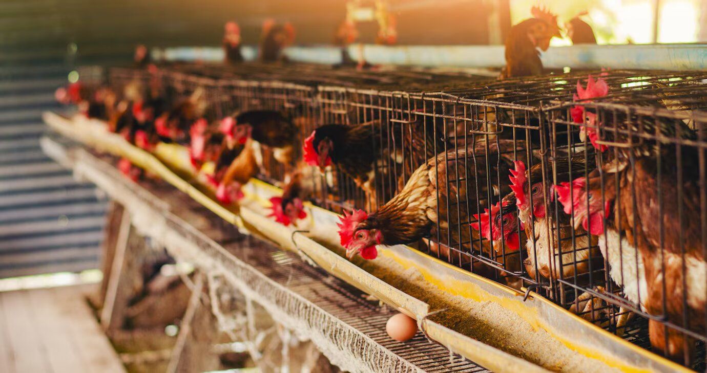 Poulaillers -Poulaillers trai ga de trung da tang phat nghia